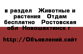  в раздел : Животные и растения » Отдам бесплатно . Ростовская обл.,Новошахтинск г.